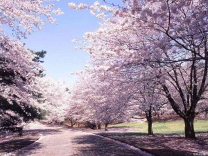 В период цветения сакуры у туроператоров появляются спецпредложения