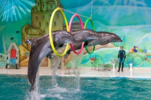 Дубайский дельфинарий